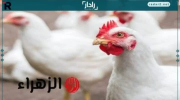 انخفاض ملموس في أسعار الدواجن والأسماك بسوهاج وارتفاع الإقبال على الشراء